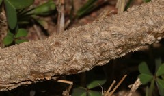 Polhillia obsoleta
