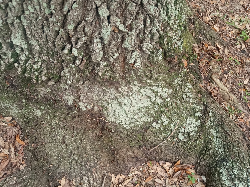 Fluffy Dust Lichen from 4103 USF Cedar Cir, Tampa, FL 33620, USA on ...
