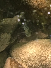 Taricha torosa
