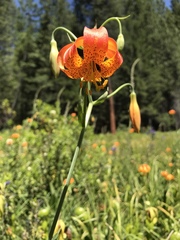 Lilium pardalinum shastense