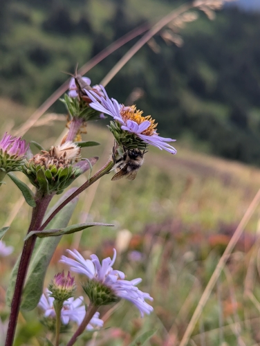Image of Symphyotrichum foliaceum by (c) John Brew, some rights reserved (CC BY)