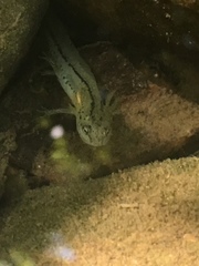 Taricha torosa