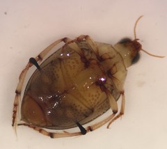 Peltodytes dunavani