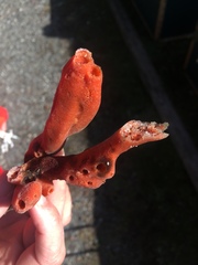 Clathria prolifera