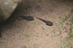 Anura