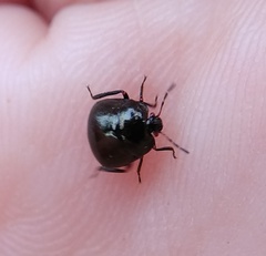 Coptosoma scutellatum