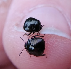 Coptosoma scutellatum