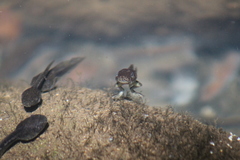 Anura