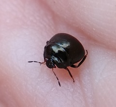 Coptosoma scutellatum