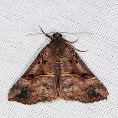 Hypena edictalis