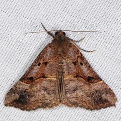 Hypena edictalis