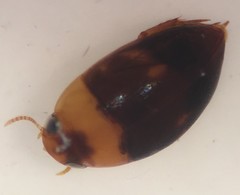 Suphisellus puncticollis