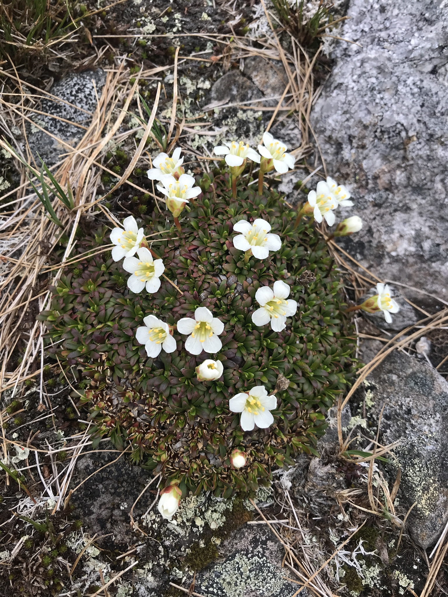 Diapensia lapponica