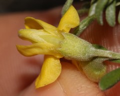 Polhillia obsoleta