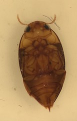 Suphisellus puncticollis