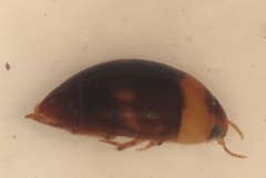 Suphisellus puncticollis