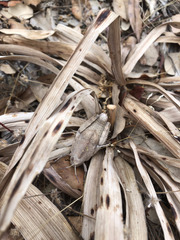 Ocnerodes prosternalis