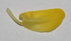 Polhillia obsoleta