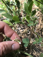 Trifolium breweri