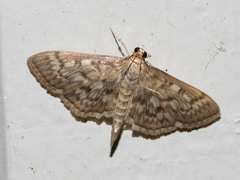 Herpetogramma aeglealis