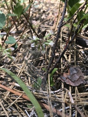 Trifolium breweri