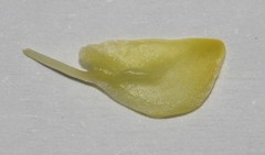 Polhillia obsoleta
