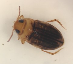 Neobidessus pullus