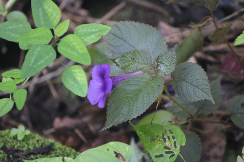 Achimenes hintoniana (Achimenes hintoniana)
