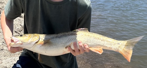 Sacramento pikeminnow (Ptychocheilus grandis) — Cyprinidae — 2