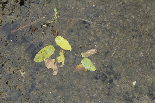 Image of Potamogeton oakesianus by (c) Alex Karasoulos, some rights reserved (CC BY)