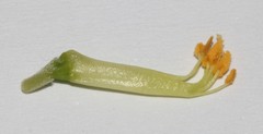 Polhillia obsoleta