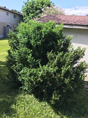 Buxaceae