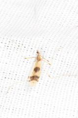 Erioptera venusta