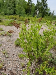 Spiraea alba alba