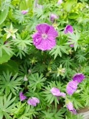 Geranium sanguineum