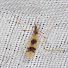 Erioptera venusta