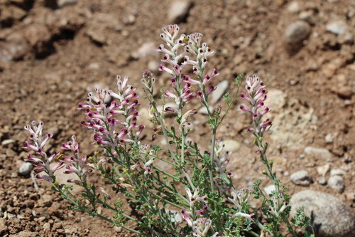 Image of Fumaria agraria by (c) Cesar Ormazabal, some rights reserved (CC BY)