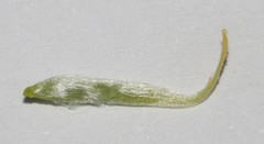 Polhillia obsoleta
