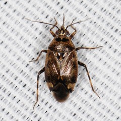 Deraeocoris
