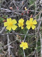 Crocanthemum aldersonii