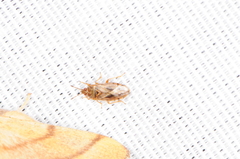 Chilacis typhae
