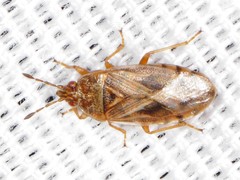 Chilacis typhae