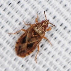 Chilacis typhae