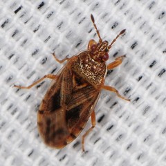 Chilacis typhae