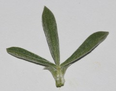 Polhillia obsoleta