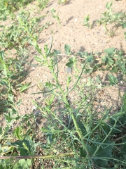 Corispermum intermedium