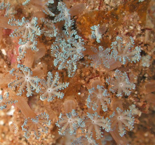 Sarcothelia edmondsoni observed 2002-08-16