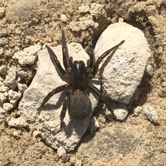 Arctosa rubicunda