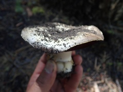 Agaricus moronii