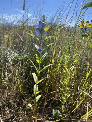 closed bottle gentian (Gentiana andrewsii)